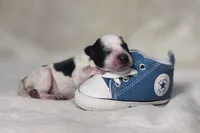 Jet, a male Miniature Schnauzer for sale in Fort Worth, TX – Photo 2 of 5