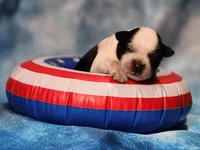 Jet, a male Miniature Schnauzer for sale in Fort Worth, TX – Photo 3 of 5