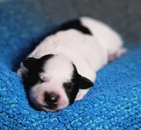 Jet, a male Miniature Schnauzer for sale in Fort Worth, TX – Photo 4 of 5