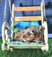 Merley, a female Miniature Schnauzer for sale in Fort Worth, TX – Photo 2 of 3