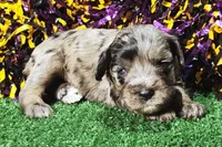 Merley, a female Miniature Schnauzer for sale in Fort Worth, TX – Photo 1 of 3