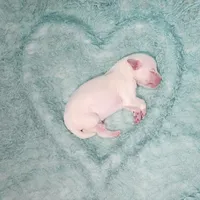 Onytz, a male Miniature Schnauzer for sale in Fort Worth, TX – Photo 3 of 4