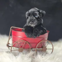 Bennie, a male Miniature Schnauzer for sale in Fort Worth, TX – Photo 4 of 4