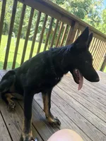 Purple Collar Female, a female German Shepherd Dog for sale in Callands, VA – 2 of 2
