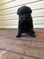 Dark Green Collar, a male German Shepherd Dog for sale in Callands, VA – 3 of 5
