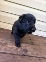 Dark purple, a female German Shepherd Dog for sale in Callands, VA – 3 of 3