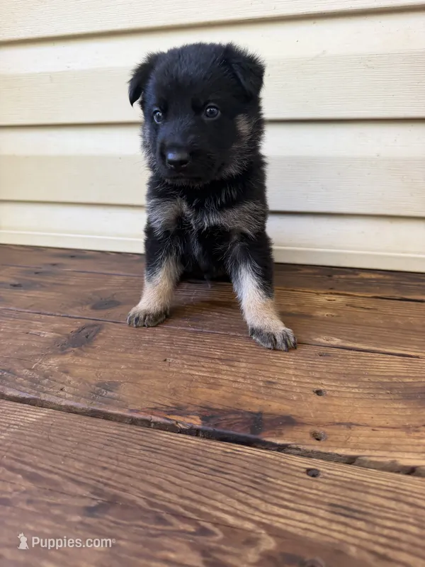 Brown Collar – German Shepherd Dog puppy for sale in Callands, VA