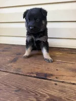 Brown Collar, a male German Shepherd Dog for sale in Callands, VA – 1 of 4