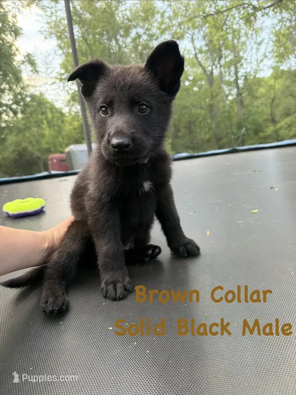 Brown Collar Male – German Shepherd Dog puppy for sale in Callands, VA