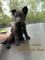 Brown Collar Male, a male German Shepherd Dog for sale in Callands, VA – 1 of 5