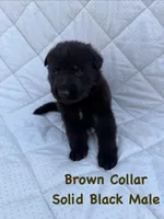 Brown Collar Male, a male German Shepherd Dog for sale in Callands, VA – 5 of 5