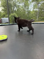 Brown Collar Male, a male German Shepherd Dog for sale in Callands, VA – 4 of 5