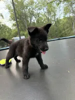 Brown Collar Male, a male German Shepherd Dog for sale in Callands, VA – 3 of 5