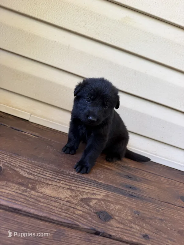 Dark purple – German Shepherd Dog puppy for sale in Callands, VA