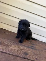 Dark purple, a female German Shepherd Dog for sale in Callands, VA – 1 of 3