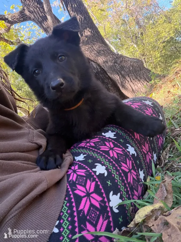 Orange Collar – German Shepherd Dog puppy for sale in Callands, VA