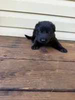 Dark Pink, a female German Shepherd Dog for sale in Callands, VA – 4 of 5