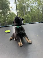 Green Collar Male, a male German Shepherd Dog for sale in Callands, VA – 4 of 5