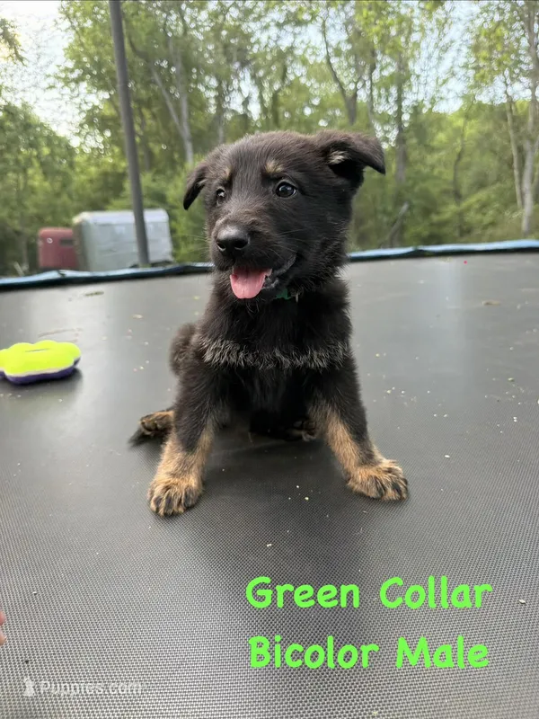 Green Collar Male – German Shepherd Dog puppy for sale in Callands, VA