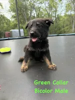Green Collar Male, a male German Shepherd Dog for sale in Callands, VA – 1 of 5