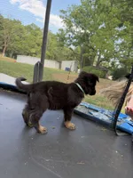 Green Collar Male, a male German Shepherd Dog for sale in Callands, VA – 3 of 5