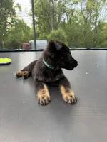 Green Collar Male, a male German Shepherd Dog for sale in Callands, VA – 2 of 5