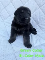 Green Collar Male, a male German Shepherd Dog for sale in Callands, VA – 5 of 5