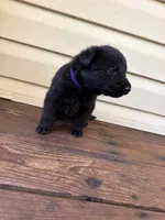 Dark purple, a female German Shepherd Dog for sale in Callands, VA – 2 of 3