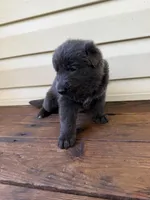 Light Pink, a female German Shepherd Dog for sale in Callands, VA – 2 of 4
