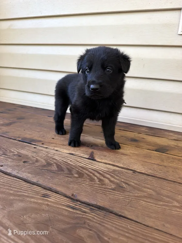 Light Blue Collar – German Shepherd Dog puppy for sale in Callands, VA