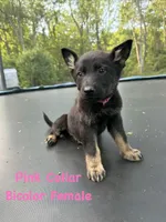 Pink Collar Female, a female German Shepherd Dog for sale in Callands, VA – 1 of 5