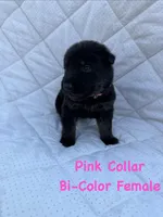 Pink Collar Female, a female German Shepherd Dog for sale in Callands, VA – 5 of 5