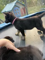 Pink Collar Female, a female German Shepherd Dog for sale in Callands, VA – 4 of 5