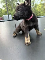 Pink Collar Female, a female German Shepherd Dog for sale in Callands, VA – 3 of 5