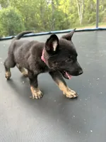 Pink Collar Female, a female German Shepherd Dog for sale in Callands, VA – 2 of 5
