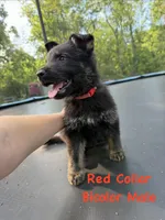 Red Collar Male, a male German Shepherd Dog for sale in Callands, VA – 1 of 4