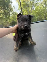 Red Collar Male, a male German Shepherd Dog for sale in Callands, VA – 3 of 4