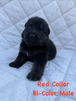Red Collar Male, a male German Shepherd Dog for sale in Callands, VA – 4 of 4