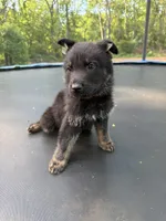 Red Collar Male, a male German Shepherd Dog for sale in Callands, VA – 2 of 4