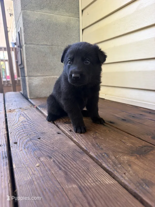 Orange Collar – German Shepherd Dog puppy for sale in Callands, VA