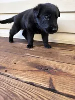 Light Blue Collar, a male German Shepherd Dog for sale in Callands, VA – 2 of 3