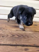 Brown Collar, a male German Shepherd Dog for sale in Callands, VA – 4 of 4