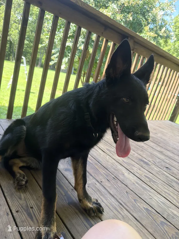 Purple Collar Female – German Shepherd Dog puppy for sale in Callands, VA