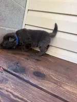 Dark Blue Collar, a male German Shepherd Dog for sale in Callands, VA – 5 of 5