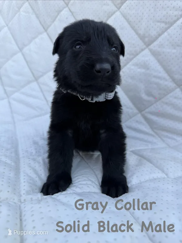 Gray Collar Male – German Shepherd Dog puppy on hold in Callands, VA