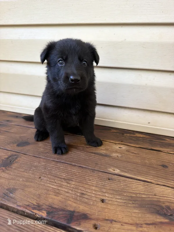 Lime Green Collar – German Shepherd Dog puppy for sale in Callands, VA
