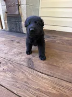 Dark Pink, a female German Shepherd Dog for sale in Callands, VA – 2 of 5