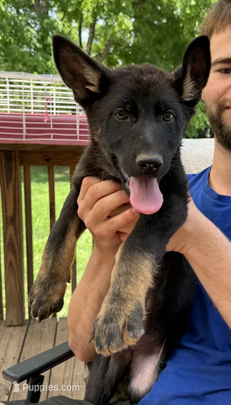 Pink Collar Female – German Shepherd Dog puppy for sale in Callands, VA
