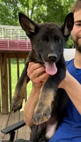 Pink Collar Female, a female German Shepherd Dog for sale in Callands, VA – 1 of 7