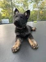 Purple Collar Female, a female German Shepherd Dog for sale in Callands, VA – 5 of 6